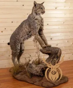 Premier Western Bobcat Full Body Taxidermy Mount