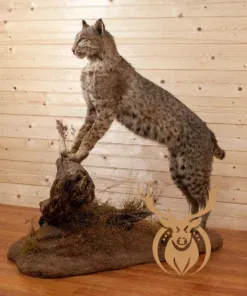 Premier Western Bobcat Full Body Taxidermy Mount