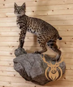 Bobcat Full Body Lifesize Taxidermy Mount