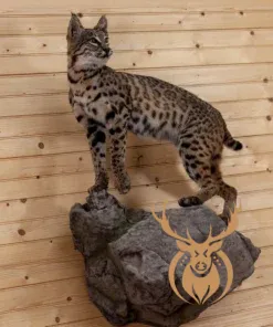 Bobcat Full Body Lifesize Taxidermy Mount